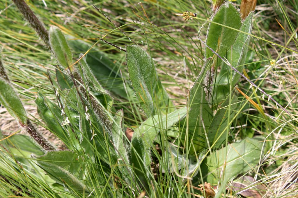 Hypochaeris uniflora / Costolina alpina